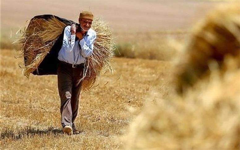 طلب گندمکاران پرداخت نشده است | برای خسته نباشید گفتن به کشاورزان دستمان خالی است