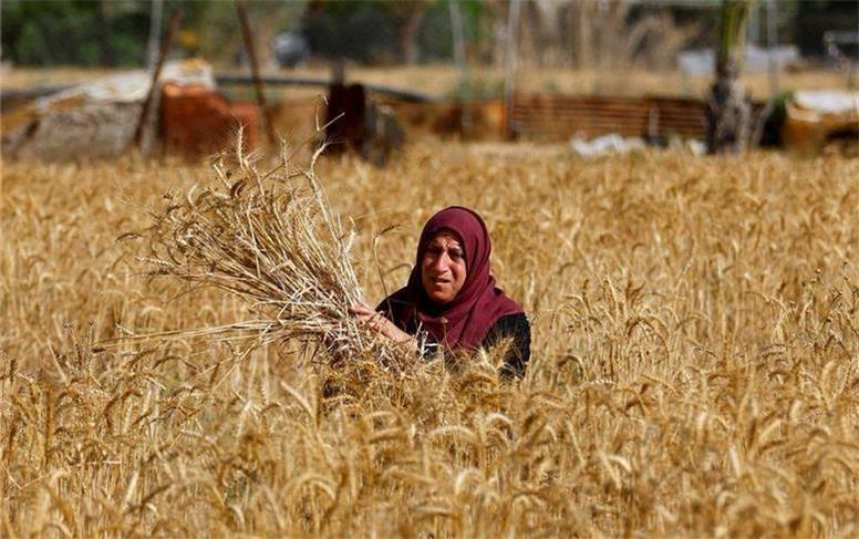 آخرین جزئیات از مطالبات گندمکاران سال 1404
