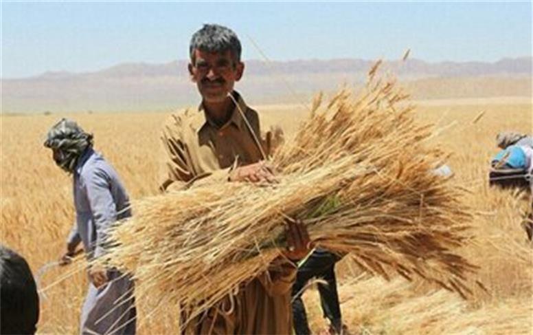 خبر خوشحال کننده درباره پرداخت مطالبات گندمکاران خوزستانی