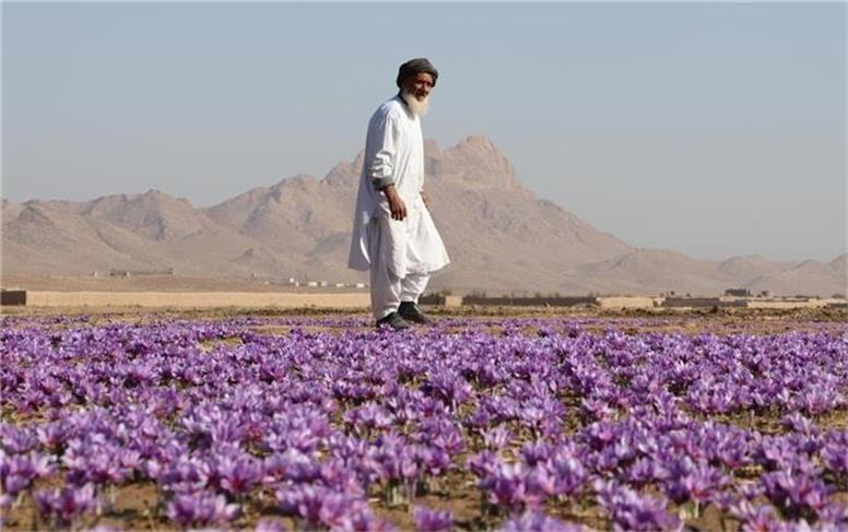 افغانستان ۶۷ تن زعفران صادر کرد