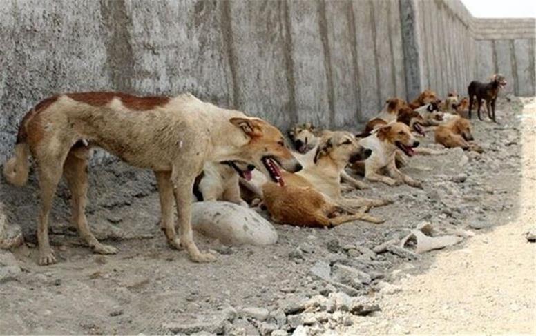 وزارت بهداشت: سگ‌های ولگرد باید معدوم شوند