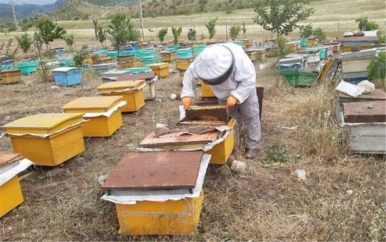 خبر خوش برای زنبورداران