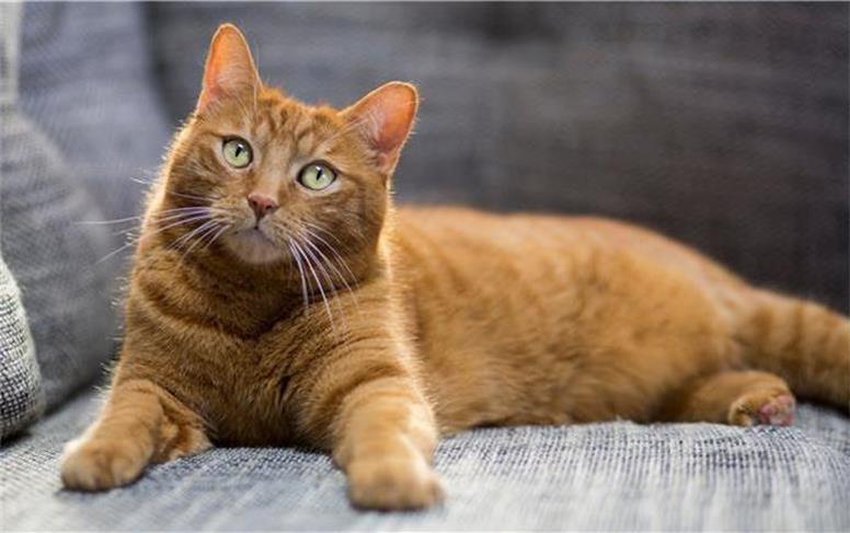 نجات گربه های رها شده