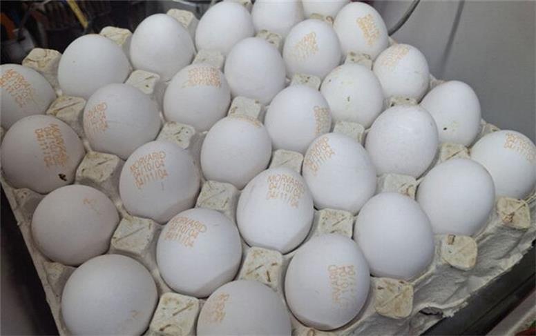 قیمت تخم مرغ نجومی شد! تخلف برخی فروشندگان