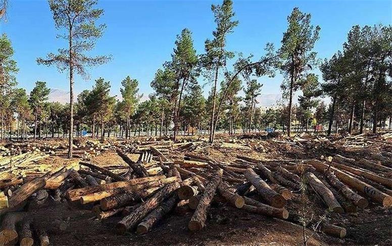 قطع درختان ۵۰ ساله چیتگر و سرخه حصار