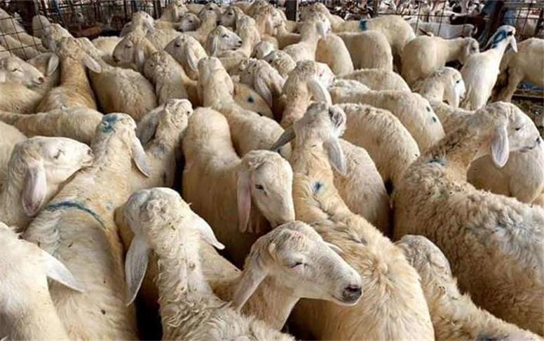 قیمت جدید دام زنده امروز شنبه ۱۹ مهر ۱۴۰۴