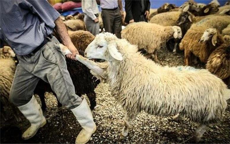 آخرین قیمت دام زنده امروز دوشنبه ۲۸ مهر ۱۴۰۴