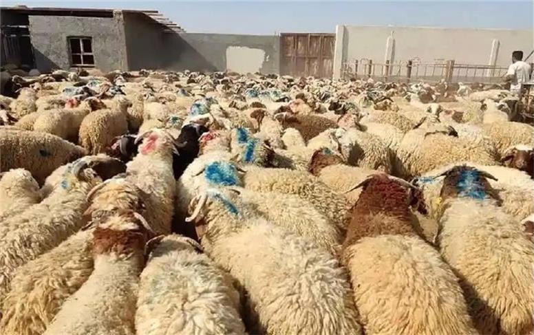 قیمت دام زنده امروز دوشنبه ۷ مهر ۱۴۰۴