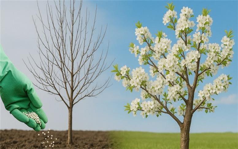 شگفتی هایی درباره درختان