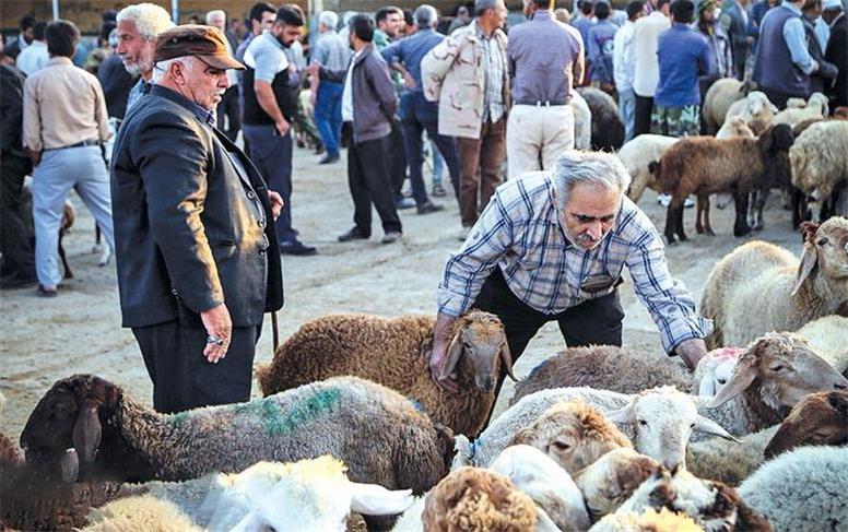 قیمت دام زنده امروز سه‌شنبه ۲۱ آبان ۱۴۰۴