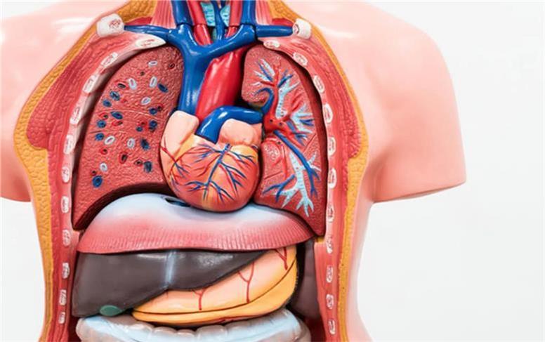 شگفتی های بدن انسان؛ از عملکرد قلب تا توانایی ترمیم بدن