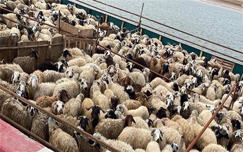 قیمت جدید دام زنده امروز سه‌شنبه ۶ آبان ۱۴۰۴