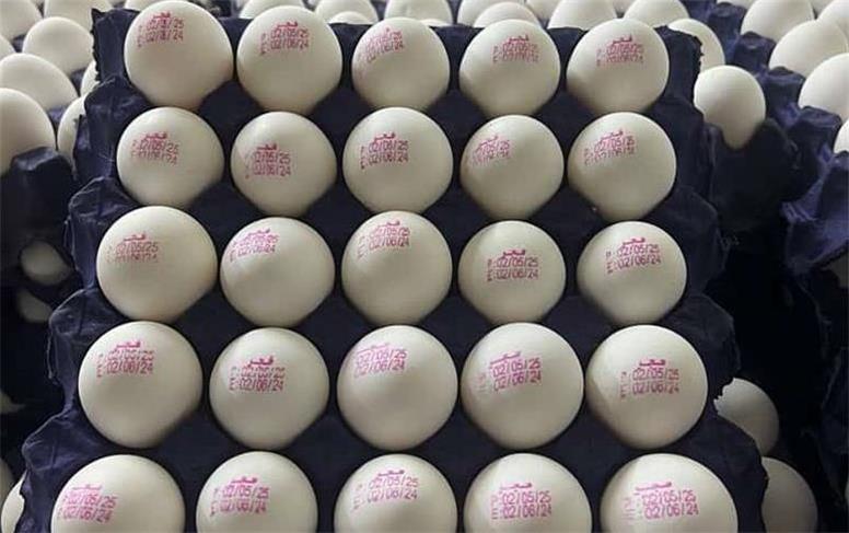 قیمت هرکیلو تخم مرغ درب مرغداری