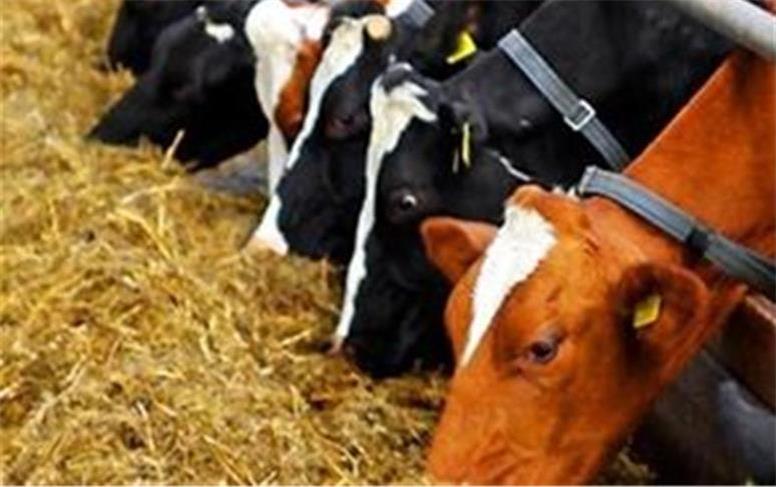 قیمت جدید نهاده های دامی امروز ۱۵ آذر ۱۴۰۴