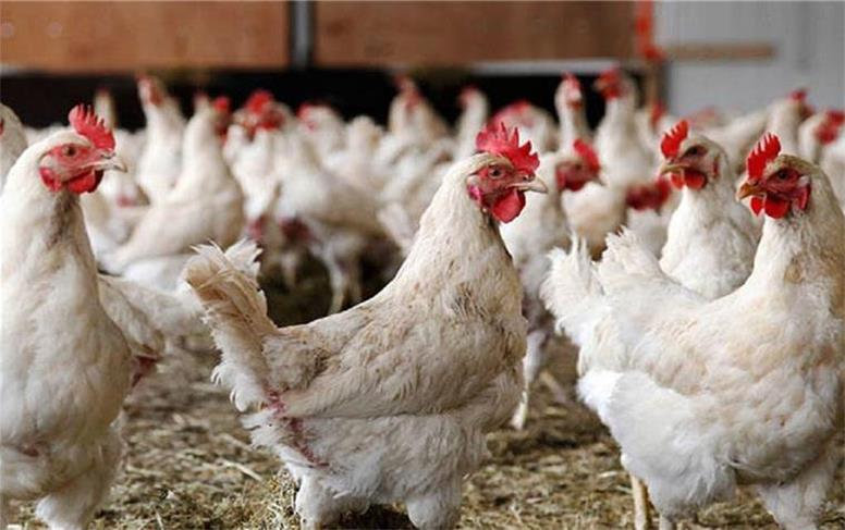 قیمت جدید مرغ امروز چهارشنبه ۱۹ آذر ۱۴۰۴