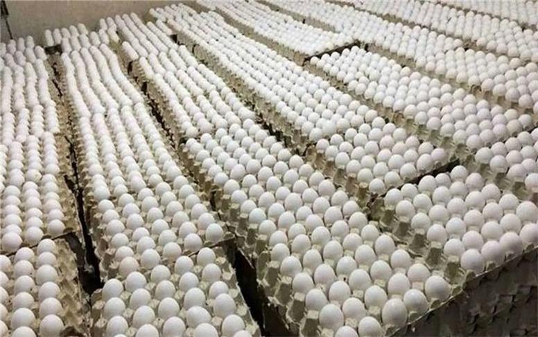 قیمت جدید تخم مرغ امروز شنبه ۸ آذر ۱۴۰۴