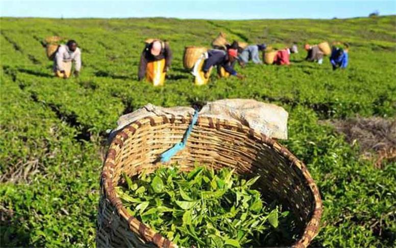 خبر خوش درباره پرداخت مطالبات چایکاران گیلان و مازندران | پرداخت تا 10 اردیبهشت
