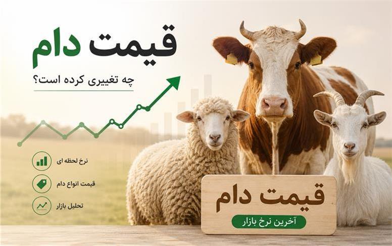قیمت دام زنده امروز دوشنبه ۹ شهریور ۱۴۰۵؛ گوسفند و گوساله در کدام استان گران‌تر است؟