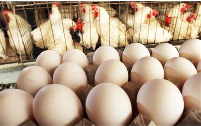 قیمت لحظه‌ای مرغ و تخم مرغ امروز سه‌شنبه 30 تیر ۱۴۰۵