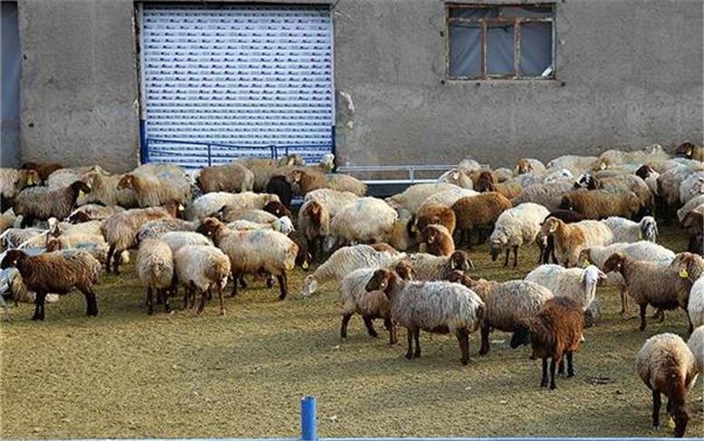 قیمت دام زنده و گوشت قرمز امروز سه‌شنبه ۱۷ شهریور ۱۴۰۵؛ گوسفند و گوساله چند؟