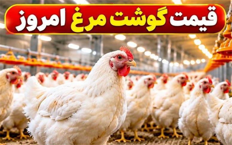 قیمت مرغ امروز شنبه ۲۵ مهر ۱۴۰۵؛ مرغ کامل از ۲۴۵ تا ۲۹۰ هزار تومان