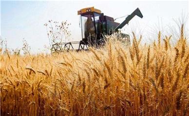 امسال واردات گندم به کشور چقدر است؟