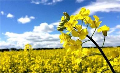 مطالبات کلزاکاران لرستانی چه زمانی پرداخت می شود؟