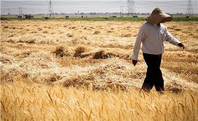 میزان خرید گندم از کشاورزان ایرانشهر