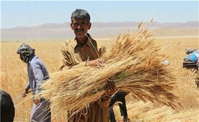 خبر خوشحال کننده درباره پرداخت مطالبات گندمکاران خوزستانی