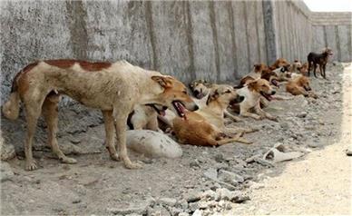 وزارت بهداشت: سگ‌های ولگرد باید معدوم شوند