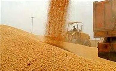 قیمت جدید خرید تضمینی گندم در سمنان چقدر است؟