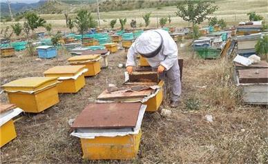 خبر خوش برای زنبورداران