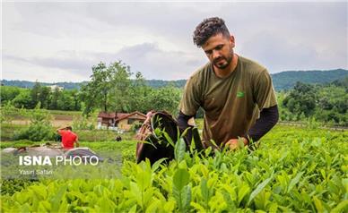 برداشت برگ سبز از باغات چای گیلان و مازندران