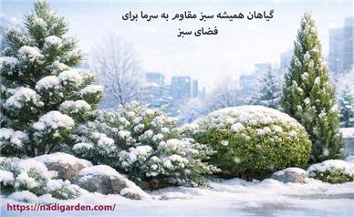 گیاهان همیشه سبز مقاوم به سرما برای فضای سبز