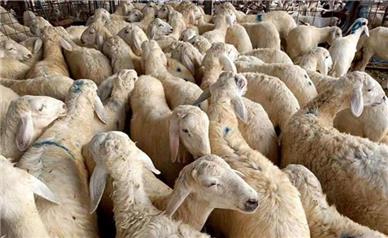 قیمت جدید دام زنده امروز شنبه ۱۹ مهر ۱۴۰۴