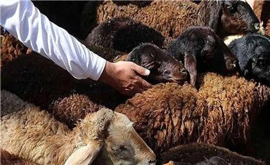 قیمت دام زنده امروز شنبه ۲۴ آبان ۱۴۰۴؛ قیمت جدید گوساله و گوسفند