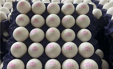 قیمت هرکیلو تخم مرغ درب مرغداری