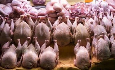 آخرین قیمت مرغ امروز دوشنبه ۱۷ آذر ۱۴۰۴ در بازار