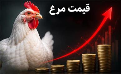 قیمت به روز مرغ و تخم‌مرغ امروز دوشنبه ۱۹ مرداد ۱۴۰۵؛ تخم مرغ شانه ای چند؟