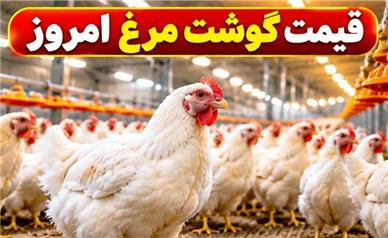 قیمت مرغ امروز شنبه ۲۵ مهر ۱۴۰۵؛ مرغ کامل از ۲۴۵ تا ۲۹۰ هزار تومان