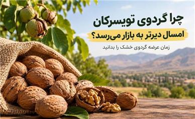 چرا گردوی تویسرکان امسال دیرتر به بازار می‌رسد؟ زمان عرضه گردوی خشک را بدانید