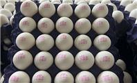 قیمت هرکیلو تخم مرغ درب مرغداری