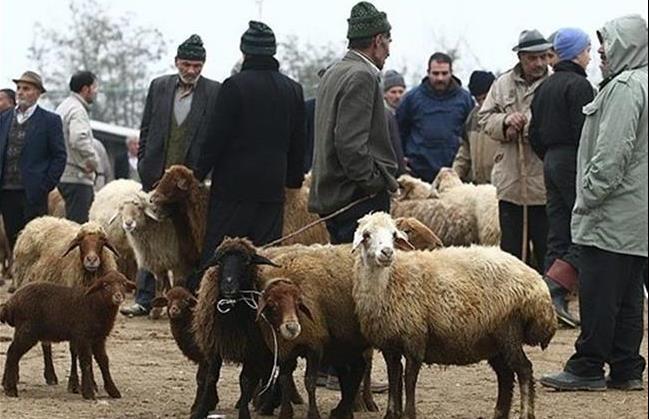 قیمت دام زنده در آستانه عید قربان اعلام شد/ گوسفند ۴۲ تا ۵۵ هزار تومان