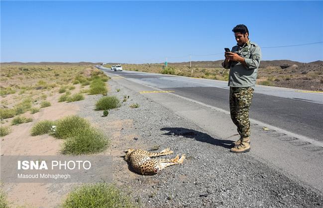 تلف شدن یک یوزپلنگ ایرانی در محور میامی _ سبزوار