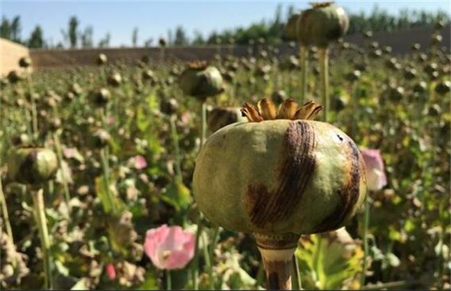 نگاهی به مصرف تریاک در ایران طی ادوار مختلف تاریخی