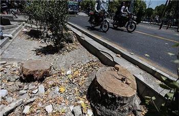 پرداخت 233 میلیارد تومان جریمه قطع درختان در تهران /جریمه ۱۲۰ میلیاردی جابه‌جایی درختان در یک باغ در محله جماران