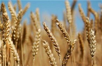 خبر مهم برای کشاورزان؛ میزان خرید تضمینی گندم افزایش یافت