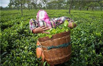 سریلانکا بدهی نفتی ۲۵۰ میلیون دلاری به ایران را با چای بازپرداخت می‌کند