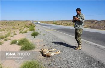 تلف شدن یک یوزپلنگ ایرانی در محور میامی _ سبزوار