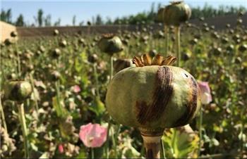 نگاهی به مصرف تریاک در ایران طی ادوار مختلف تاریخی